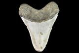 Fossil Megalodon Tooth - North Carolina #108961-2